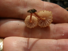 Mycena parsonsii