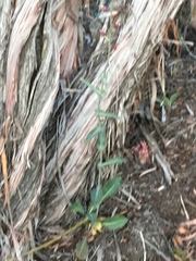 Streptanthus campestris