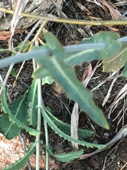 Streptanthus campestris