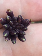 Streptanthus campestris