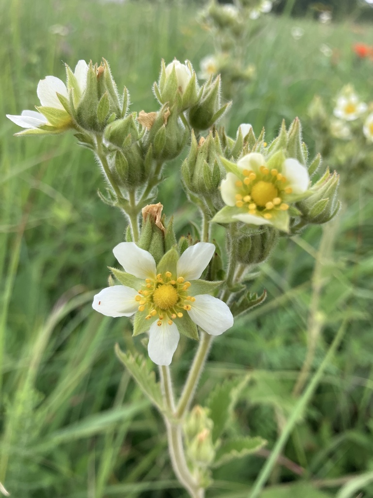 Tall Cinquefoil in July 2024 by shagbarkben · iNaturalist