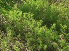 Equisetum arvense