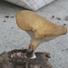 Elegant Polypore - Photo no rights reserved, uploaded by Garrett Taylor