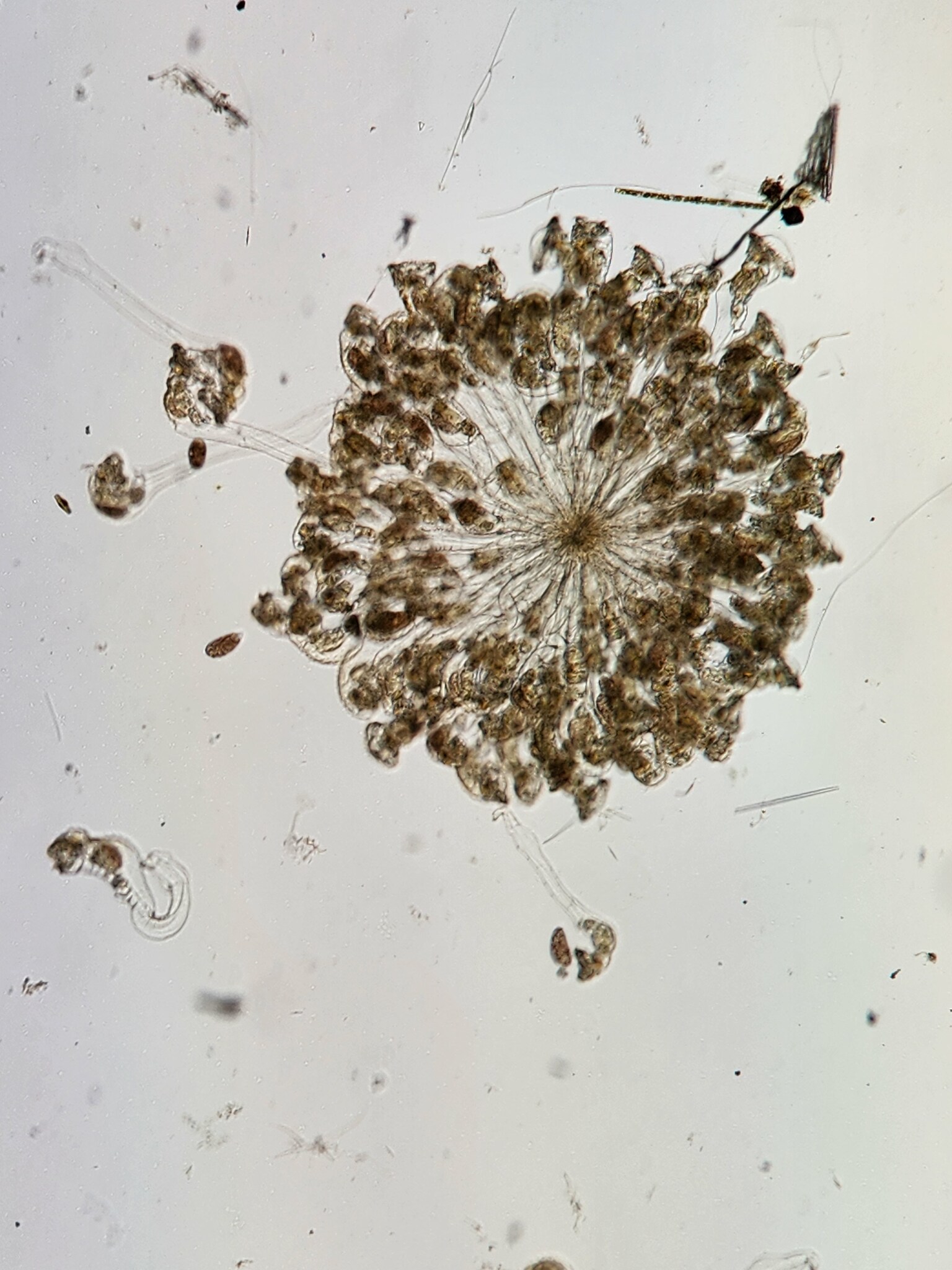 Sinantherina spinosa · iNaturalist