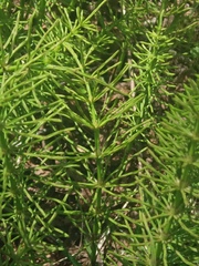 Equisetum arvense