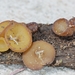 Elaiopezia waltersii - Photo Δεν διατηρούνται δικαιώματα, uploaded by Garrett Taylor
