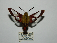 Hemaris gracilis