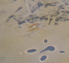 Limnoporus dissortis