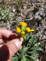 Senecio integerrimus exaltatus