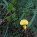 Crotalaria purshii - Photo (c) Will McFarland, algunos derechos reservados (CC BY), subido por Will McFarland