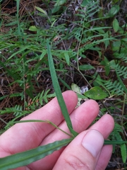Crotalaria purshii