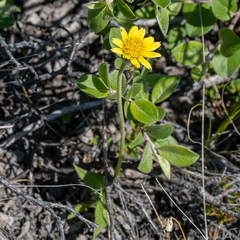 Piotr Lukasik, CC BY, iNaturalist via GBIF Arnica angustifolia, photograph Piotr Lukasik, CC BY, iNaturalist via GBIF