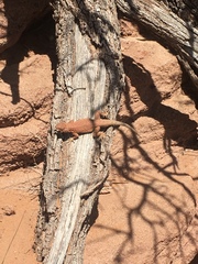 Uta stansburiana uniformis