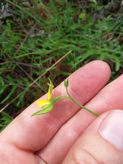 Crotalaria purshii