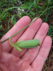 Crotalaria purshii
