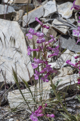 Penstemon confusus