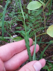 Crotalaria purshii