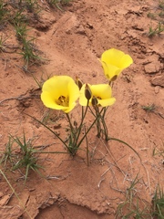 Calochortus aureus