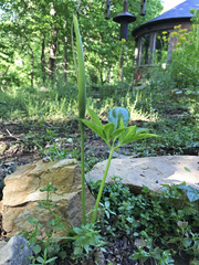 Pinellia pedatisecta