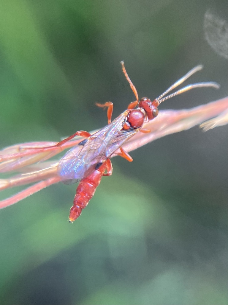 Jethsura pyriformis