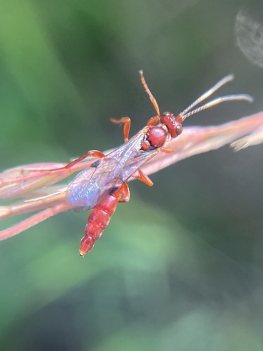 Jethsura pyriformis