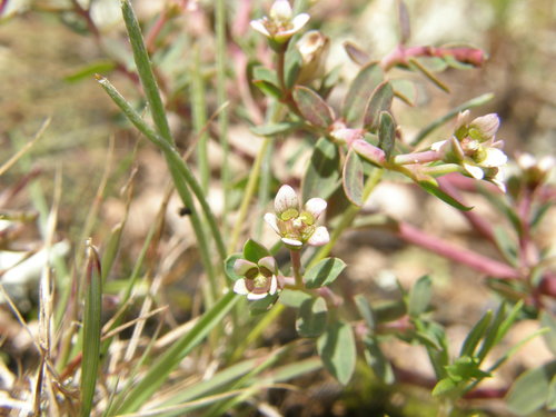 Euphorbia tricolor