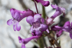 Penstemon confusus