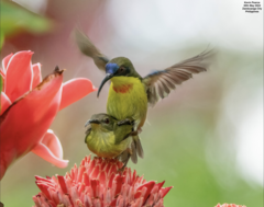 Metallic-Winged Sunbird photo 5