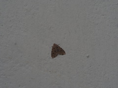 Metaemene atrigutta maculata