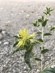 Carthamus oxyacantha