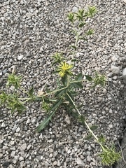 Carthamus oxyacantha