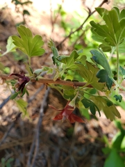 Ribes roezlii roezlii