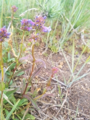 Penstemon rydbergii