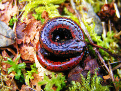 Batrachoseps wrighti