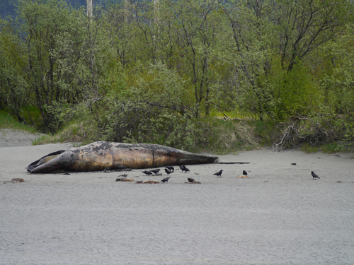 Grey Whale photographed in Alaska
