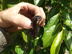 Hyperion schroetteri