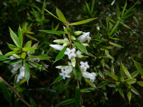 daphne beard-heath (Styphelia trichostyla)