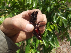 Hyperion schroetteri