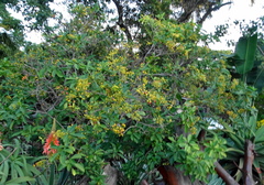 Psychotria capensis capensis