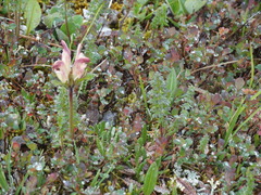 Pedicularis capitata