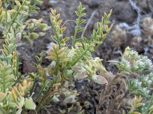 Peck's milkvetch (Astragalus peckii)