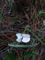 Tephrosia florida