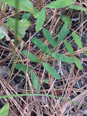 Tephrosia florida
