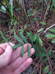 Tephrosia florida