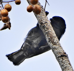 Melaniparus niger niger