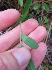 Tephrosia florida