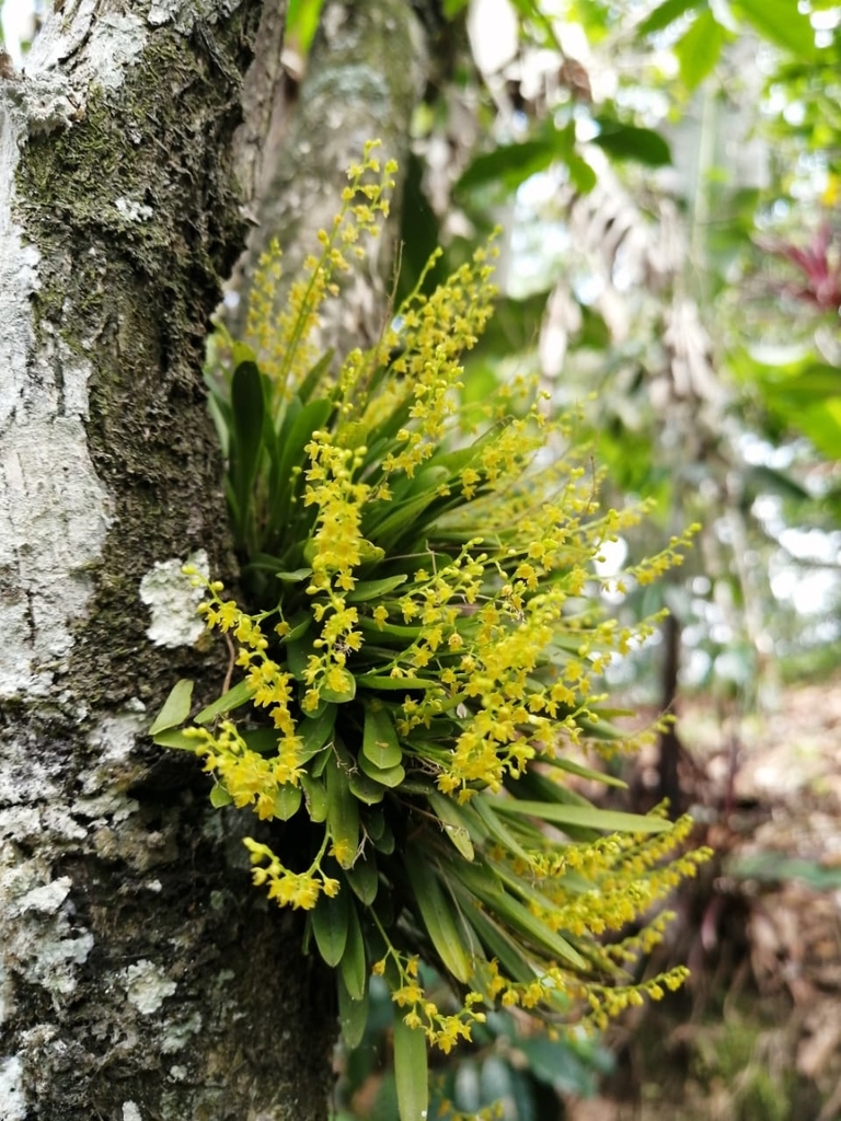 Platystele ovatilabia