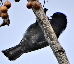 Melaniparus niger niger