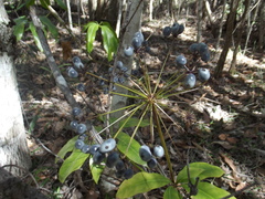Mackinlaya macrosciadea