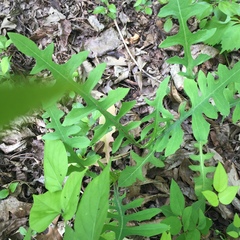Lactuca canadensis